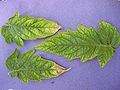 Tomatenblatt mit Chlorose durch Bormangel / tomato leaf with clorosis due to boron deficiency