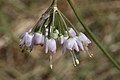 Allium cernuum