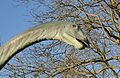 * Nomination Basel: sculpture of a dinosaur (Diplodocus) --Taxiarchos228 09:15, 21 January 2012 (UTC) * Promotion Good technical quality, somehow nice image composition. --NorbertNagel 18:21, 21 January 2012 (UTC)