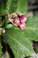 Chimaphila umbellata