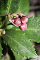 Chimaphila umbellata