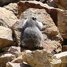 Unidentified marmot