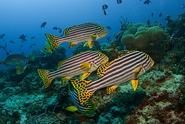 Oriental Sweetlips.jpg