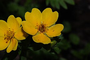 Ranunculus eschscholtzii