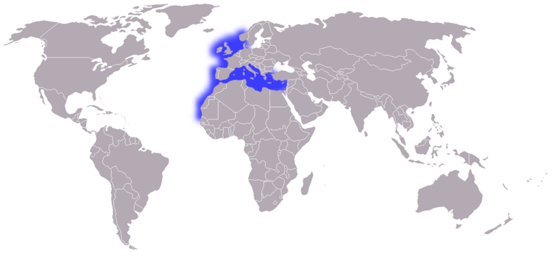 File:Scyliorhinus canicula distribution map.png