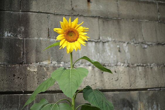 A sunflower blooms against the backdrop of a concrete wall in inner-city Sydney, Australia.