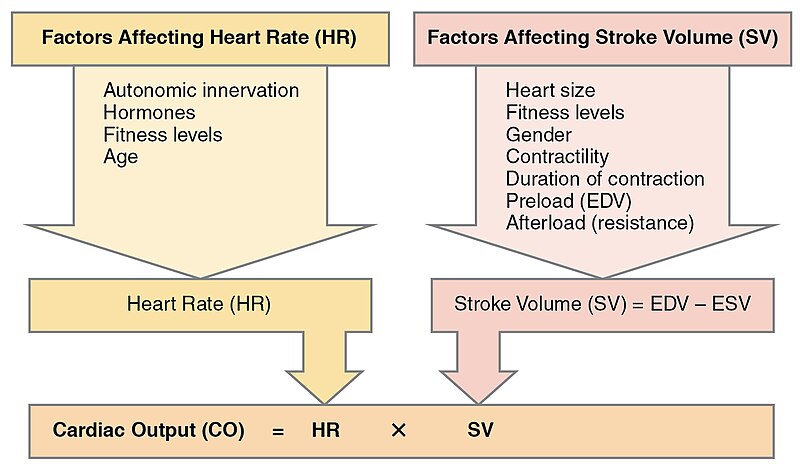 File:2031 Factors in Cardiac Output.jpg