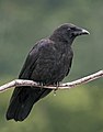 * Nomination Corvus caurinus profile --Ianare 07:51, 5 August 2009 (UTC) * Promotion good --Mbdortmund 20:55, 5 August 2009 (UTC)