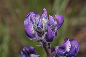 Lupinus latifolius