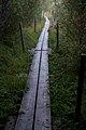 * Nomination Duckboards in Metsämaa. --kallerna 14:04, 2 January 2012 (UTC) * Decline Too dark and only a small foreground area is in focus. --NorbertNagel 22:20, 2 January 2012 (UTC)