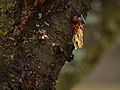 * Nomination Resin drops on a cherry tree --Kreuzschnabel 16:09, 23 December 2012 (UTC) * Promotion I wish the drops were bigger in the image, but QI. --Kadellar 16:45, 24 December 2012 (UTC)