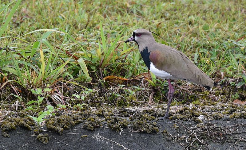 File:Southern Lapwing (25089366656).jpg