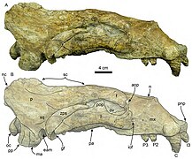 Titanotaria lateral.jpg