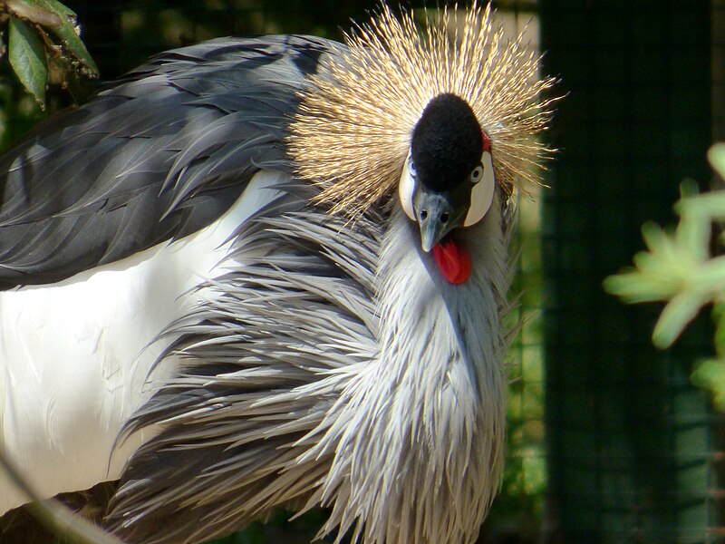 File:ZOO, ATHENS 01.jpg