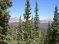 Trees, with Abies lasiocarpa subsp. bifolia, Mount Agassiz, Uinta Mts., Utah