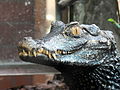 Deutsch: Porträt eines Brauen-Glattstirnkaimans (Paleosuchus palpebrosus) im Fossilium des Tierparks Bochum. English: Portrait of a Cuvier's dwarf caiman (Paleosuchus palpebrosus) in the fossilium of the Tierpark Bochum, Germany.   This file was uploaded with Commonist.