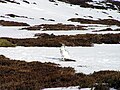 A mountain hare in Corrie Odhar of Glen Ey