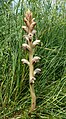 Orobanche caryophyllacea Nördlinger Ries, Germany