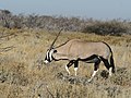   Oryx gazella