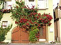 "Rose_espalier_Niedernhall.JPG" by User:LepoRello