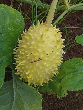 Yellow fruit