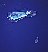 Aldabra Atoll and Assumption Island.jpg