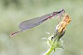 * Nomination: Ceriagrion tenellum on a flower By User:Vincenzo Miconi --Civvì 08:33, 10 October 2024 (UTC) * Review  Question extreme crop or extreme downsampling? --MB-one 08:09, 18 October 2024 (UTC)