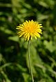 * Nomination Flower of Hawkweed -- Alvesgaspar 23:25, 8 December 2012 (UTC) * Promotion Maybe DoF a bit small. Only half the flower is sharp. --NorbertNagel 20:59, 13 December 2012 (UTC) Acceptable IMO. Mattbuck 13:42, 19 December 2012 (UTC)