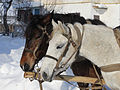 * Nomination Horses closeup. -- George Chernilevsky 20:52, 23 December 2012 (UTC) * Promotion Good quality. --Poco a poco 21:53, 23 December 2012 (UTC)