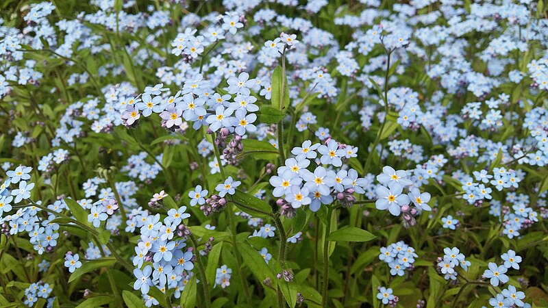 File:Myosotis sylvatica 3.jpg