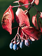 Viburnum rufidulum