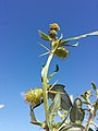 Stem with leaves, spines and flower baskets