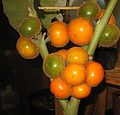 Fruits on the Plant