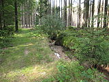 Čeština: Vymleté koryto Medoújezdského potoka. Okres Rokycany, Česká republika. English: Holey creek of Medoújezdského Stream, Rokycany District, Czech Republic.