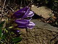 Penstemon fruticosus