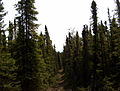 a portion of the same forest before it burned. Taiga forests have short growing seasons and produce these narrow spruce trees.