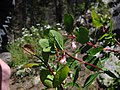 Symphoricarpos oreophilus