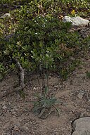 Hieracium albiflorum