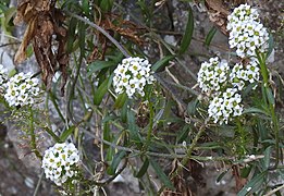 Lobularia maritima RF.jpg