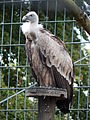 Deutsch: Gänsegeier (Gyps fulvus) im Tierpark Bochum. English: Griffon vulture (Gyps fulvus) in the Tierpark Bochum, Germany.   This file was uploaded with Commonist.