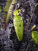 Nepenthes × trichocarpa