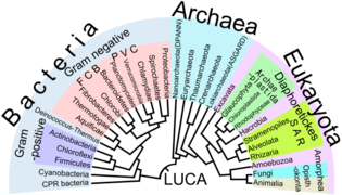 July 10: Phylogenetic tree of life.