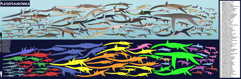 File:Scale chart of Plesiosauroidea.png