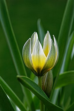 Tulipa tarda