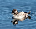 * Nomination Female bufflehead in the Central Park Reservoir --Rhododendrites 04:13, 27 March 2021 (UTC) * Promotion  Support Good quality! --Radomianin 04:58, 27 March 2021 (UTC)