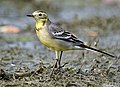 Female summer plumage