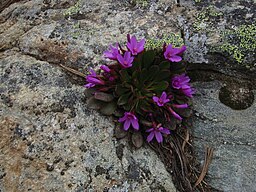 Claytonia megarhiza