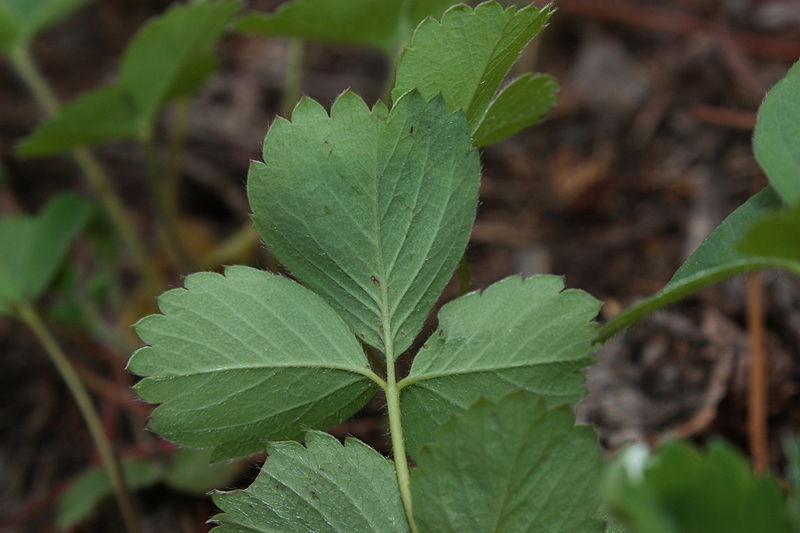 File:Fragaria virginiana 4610.JPG