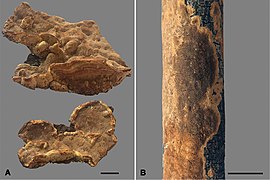 Fuscoporia (10.3897-mycokeys.61.46799) Figure 3.jpg