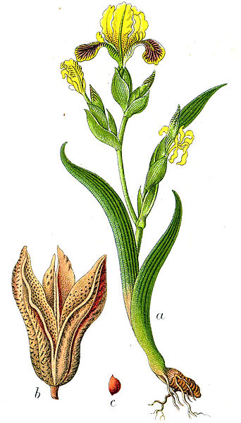 File:Iris variegata Sturm57.jpg